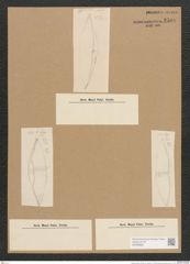 Diatomeae indet. (de-Toni-Nr.: Species 1373) Zeichnungen Sammlung Grunow Nr. 2501 (NHMW-BOT-W0369826)
